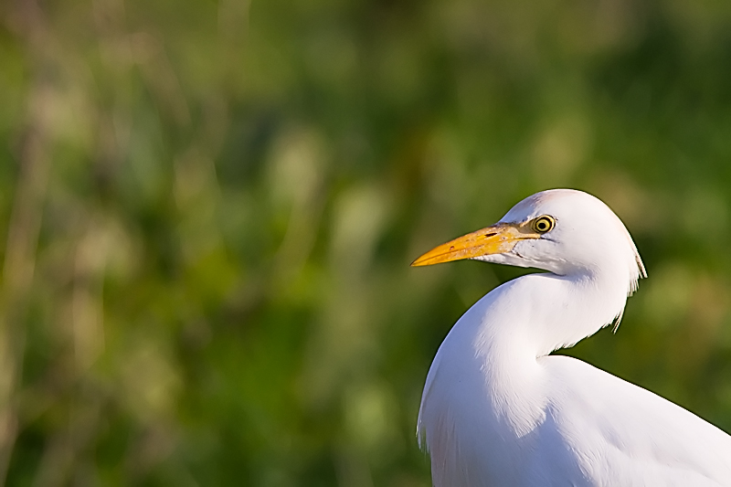 Volti della campagna laziale.